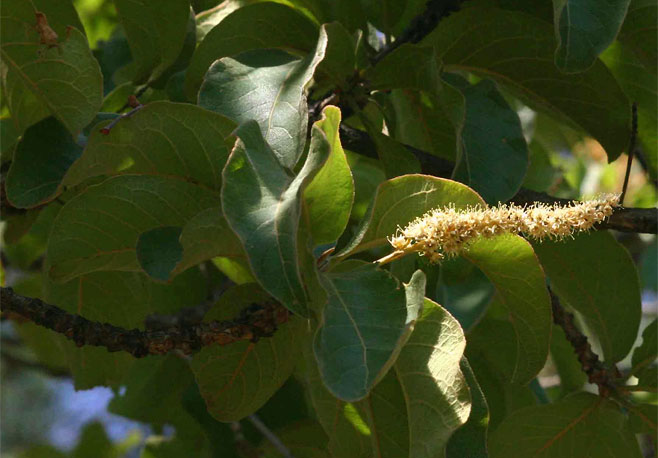 Terminalia&nbsp;stenostachya 