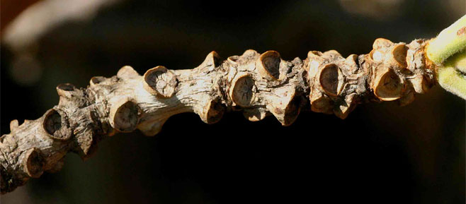 Terminalia&nbsp;stenostachya 