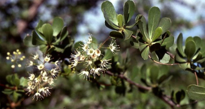 Terminalia&nbsp;stuhlmannii 