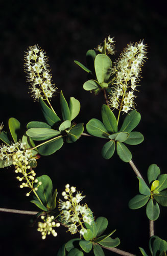 Terminalia&nbsp;randii 
