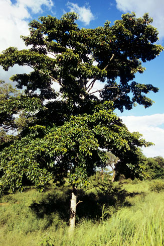 Terminalia&nbsp;sambesiaca