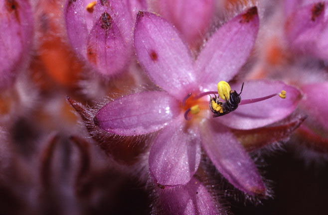 Dilatris corymbosa 