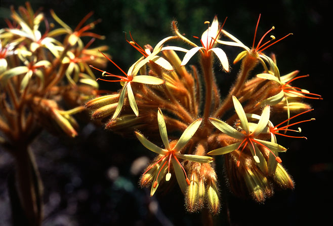 Dilatris viscosa