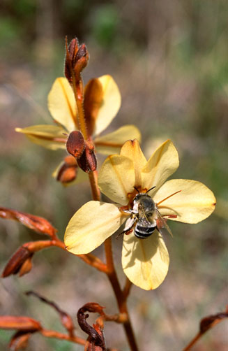 Wachendorfia paniculata