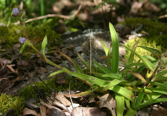 Cyanotis speciosa  