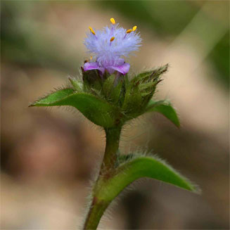 Cyanotis speciosa  
