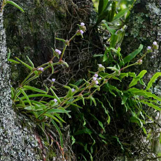 Cyanotis speciosa  