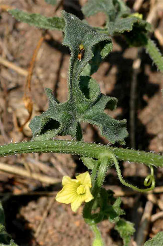Cucumis zeyheri 