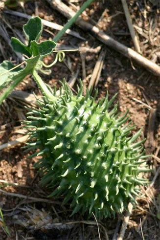 Cucumis zeyheri 