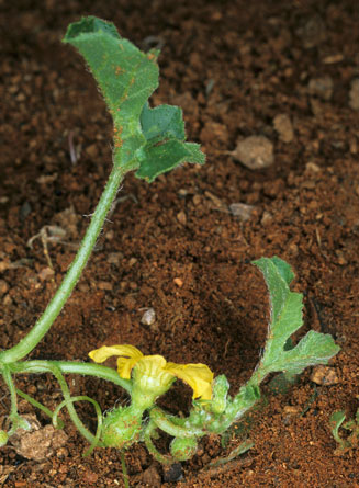 Cucumis zeyheri 