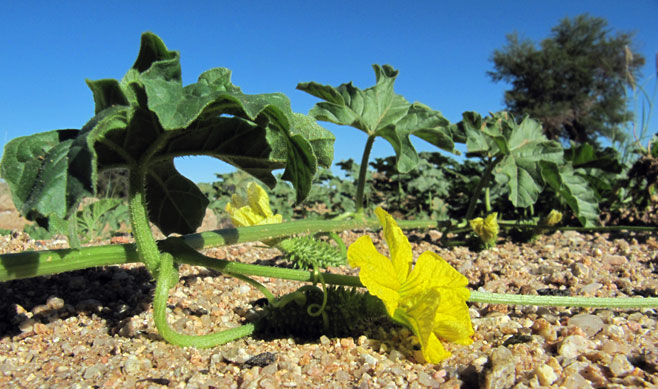 Cucumis africanus