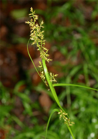 Carex spicato-paniculata