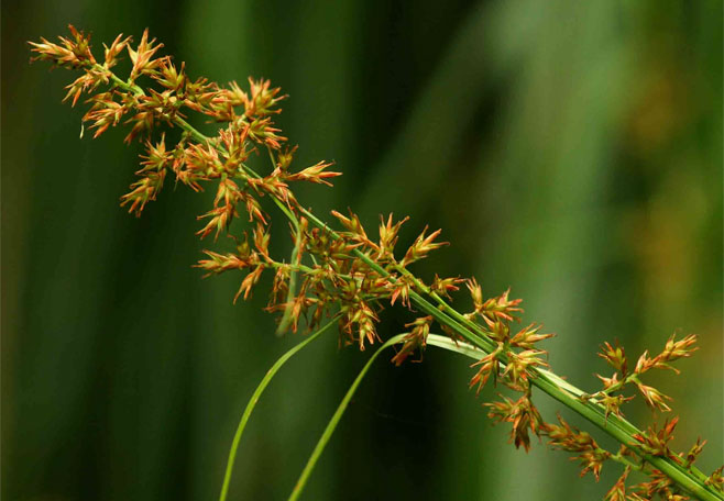 Carex spicato-paniculata