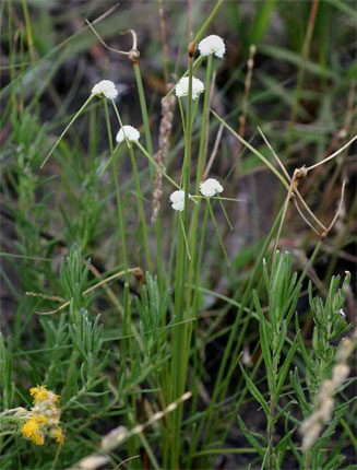 Ascolepis capensis
