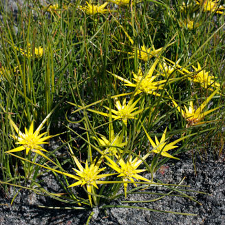 Ficinia radiata (Stergras)