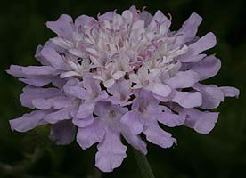 Scabiosa africana