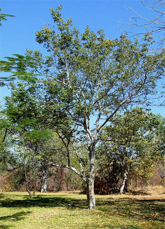 Guibourtia conjugata