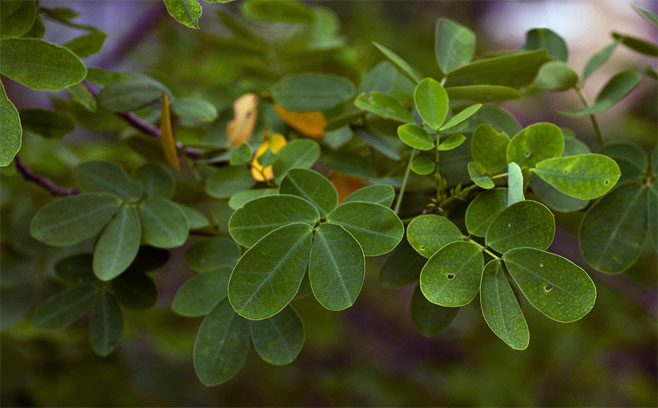Senna bicapsularis (Rambling cassia, Christmas bush, Money bush)