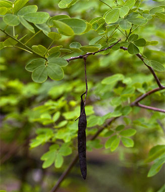 Senna bicapsularis (Rambling cassia, Christmas bush, Money bush)