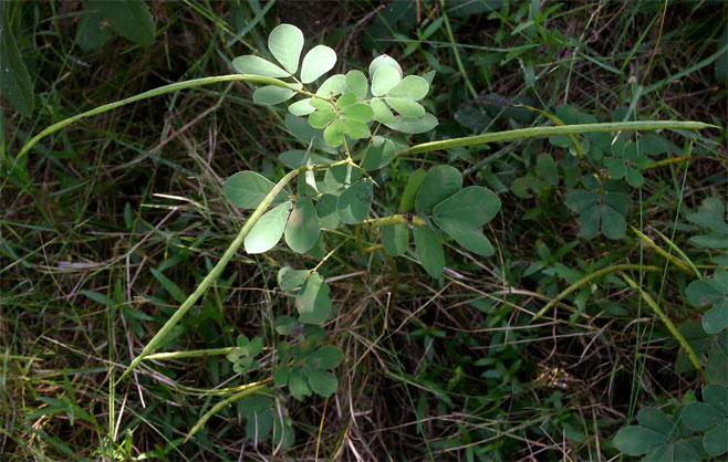 Senna petersiana (Monkey pod)