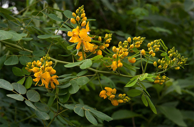 Senna pendula (Wood creeper)