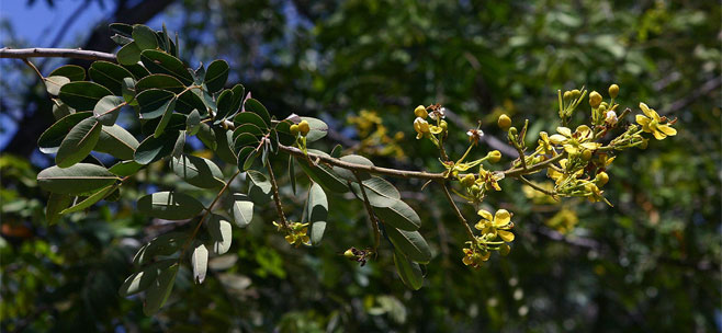 Senna siamea (Kassod tree)