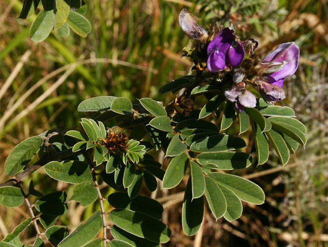 Tephrosia aequilata 