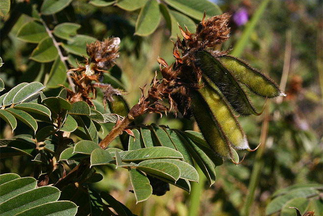 Tephrosia aequilata 