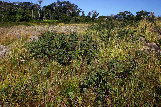 Tephrosia aequilata 