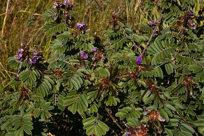 Tephrosia aequilata 