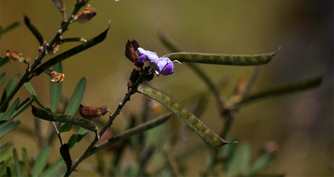 Tephrosia elata