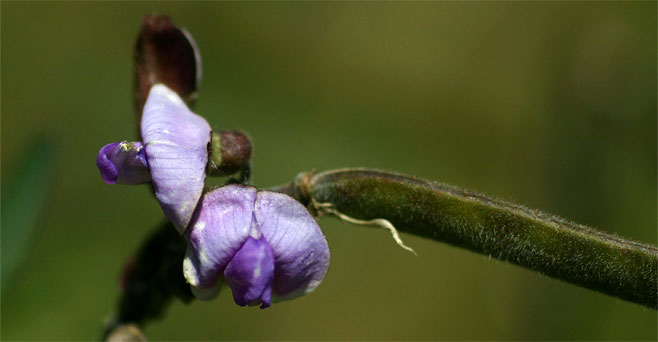 Tephrosia elata