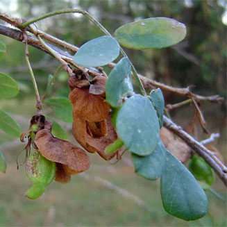 Ormocarpum zambesianum