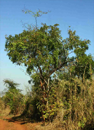 Dalbergia lactea