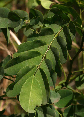 Dalbergia lactea