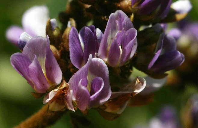 Dalbergia lactea