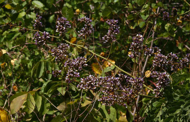 Dalbergia lactea