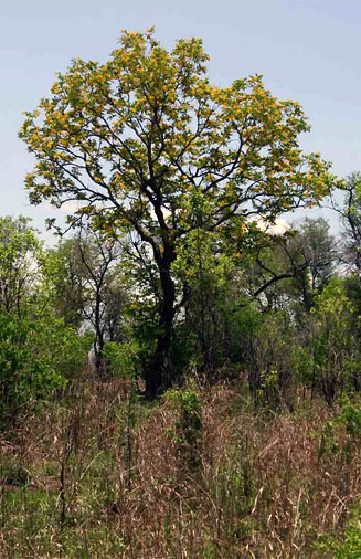 Pterocarpus brenanii
