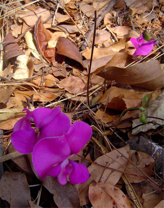 Vigna antunesii
