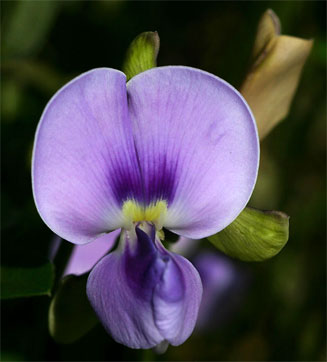 Vigna frutescens 