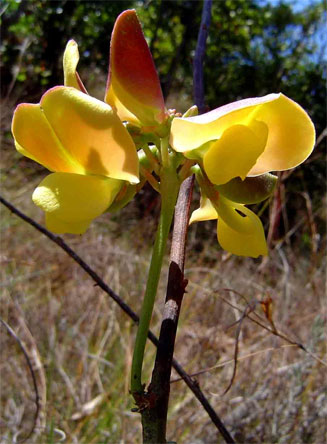 Sphenostylis erecta