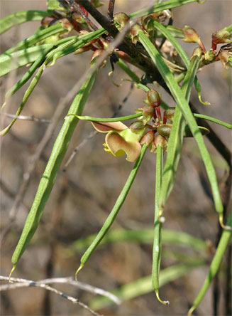 Sphenostylis erecta