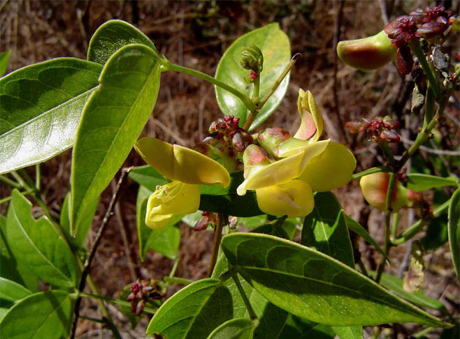 Sphenostylis erecta