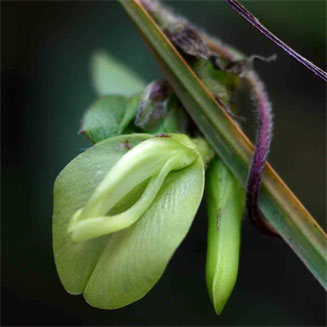 Macrotyloma axillare 