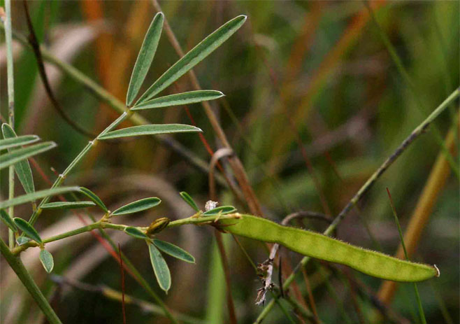 Tephrosia linearis 