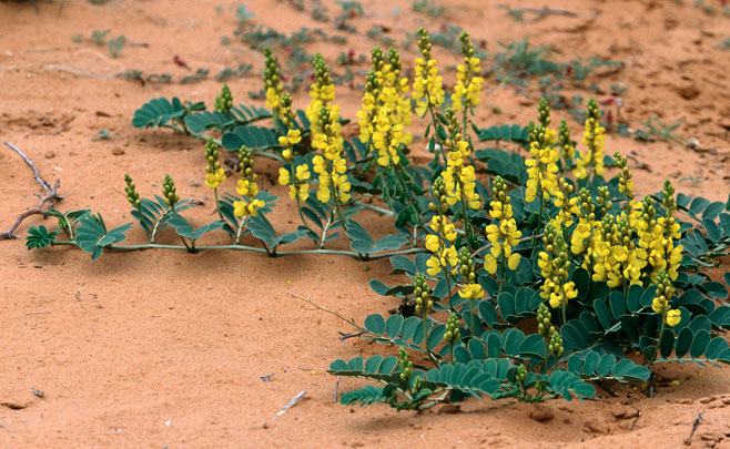 Senna italica