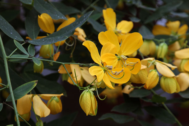 Senna corymbosa 