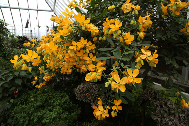 Senna corymbosa 