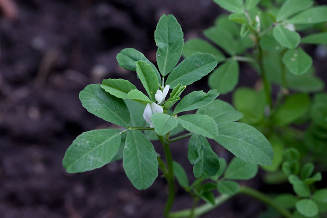 Trigonella foenum-graecum (Fenugreek)