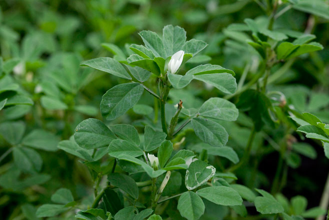 Trigonella foenum-graecum (Fenugreek)
